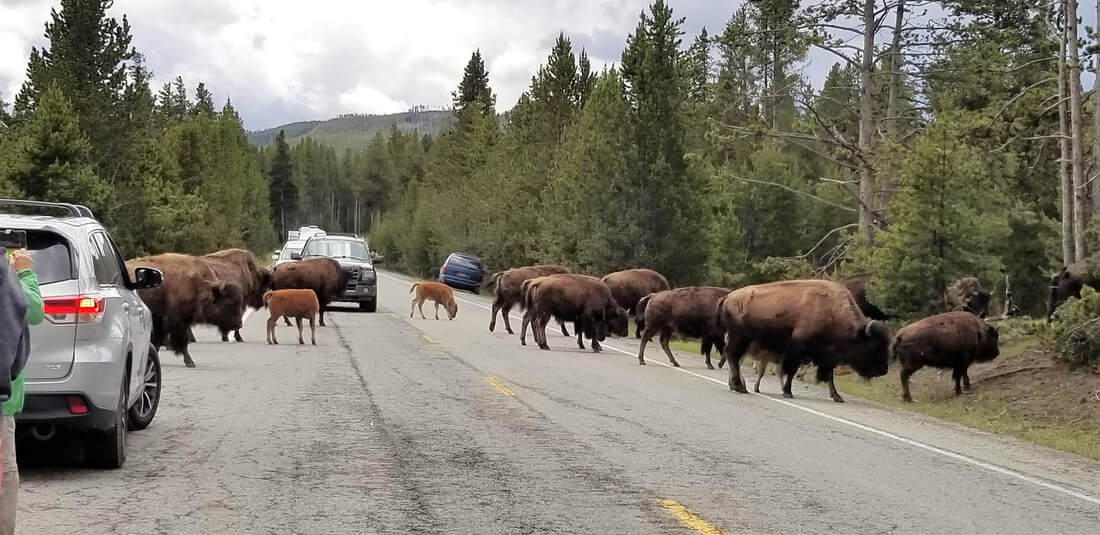 Bisons crossing