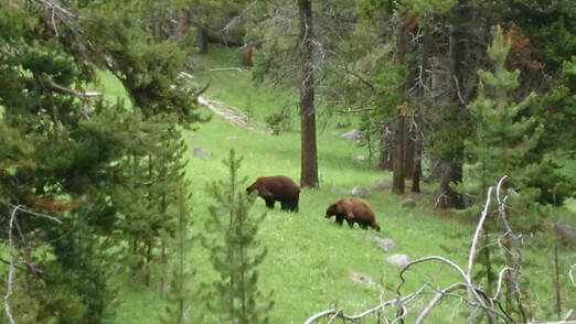 Bear family