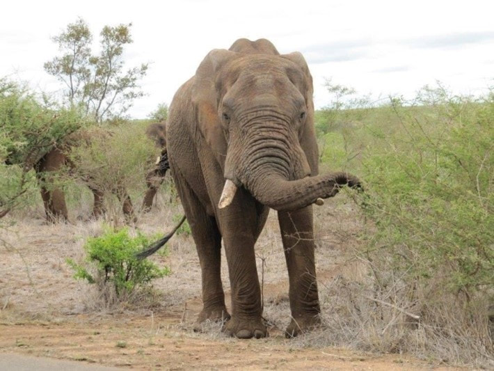 Elephant S Africa