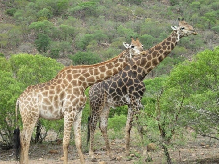 Giraffe Kruger