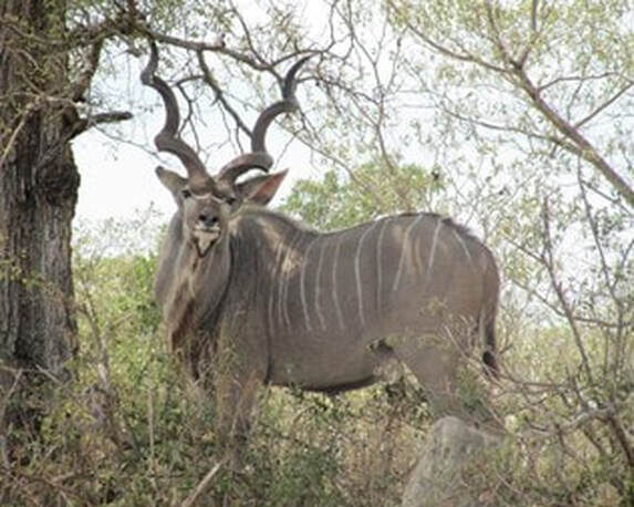 male-deer