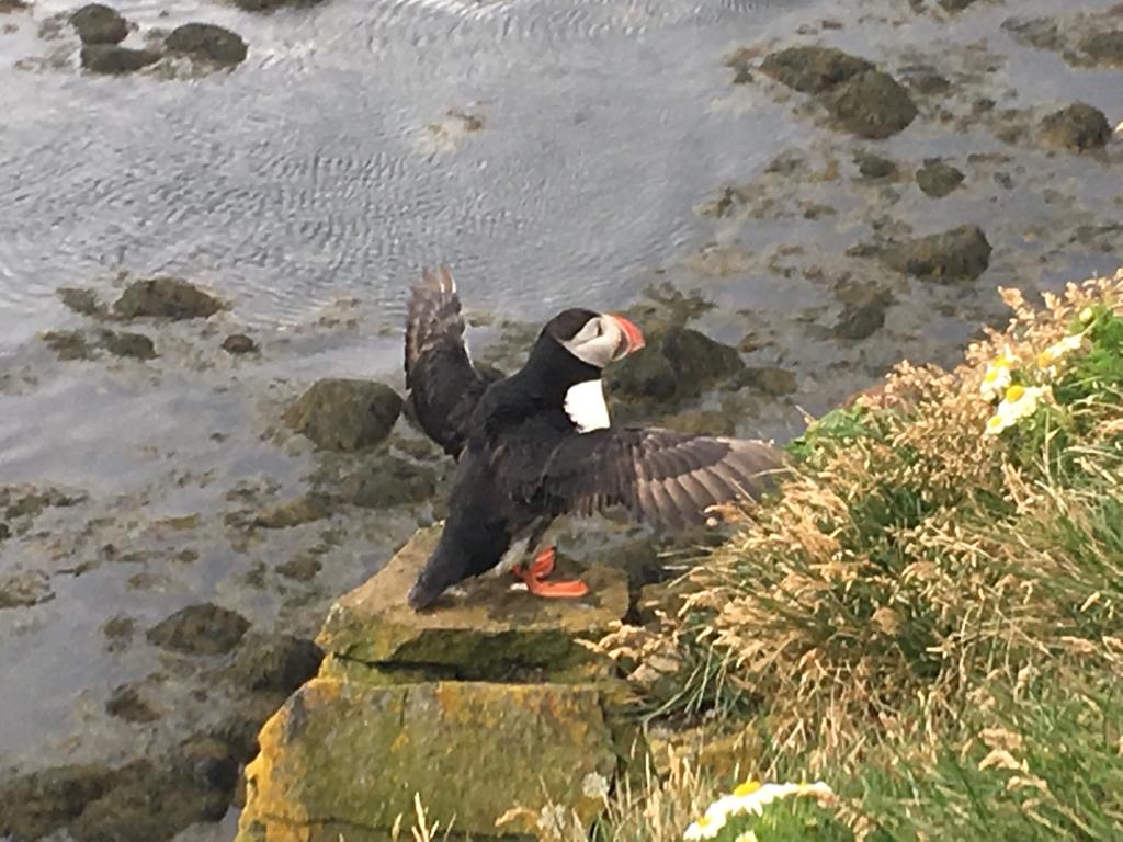 The Icelandic Puffin