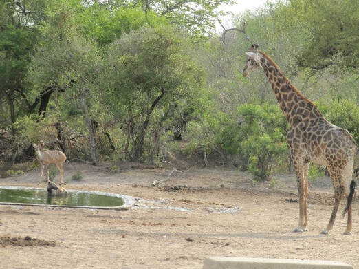 Waterhole