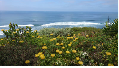 Pacific at Encinitas