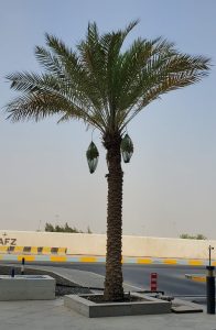 Date Palms