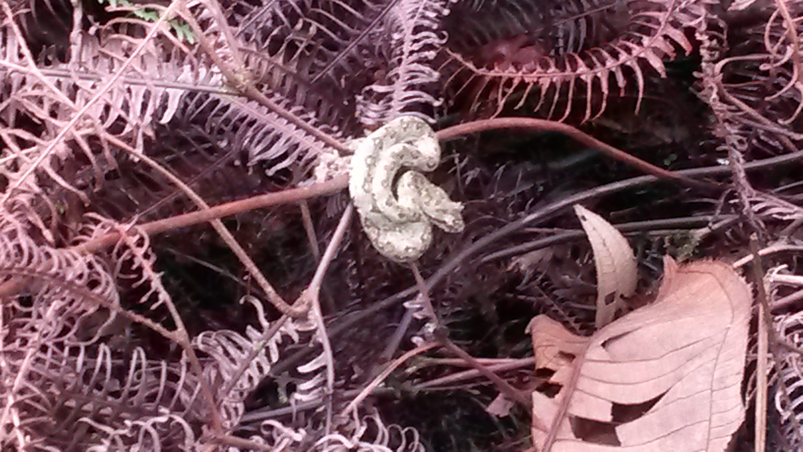 Deadly Baby Viper