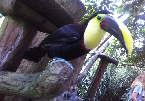 Toucan at Peace lodge