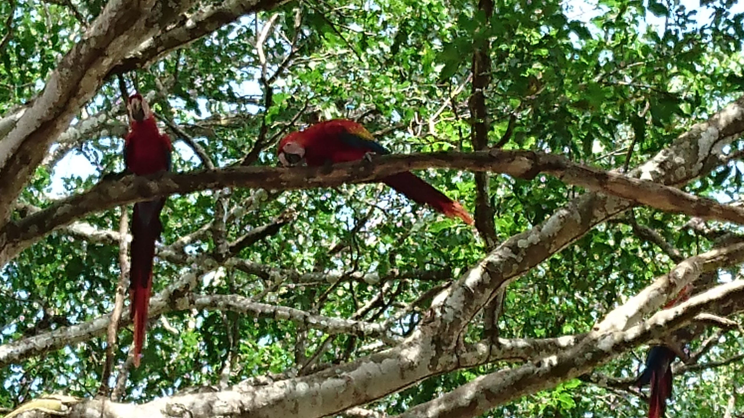 Macaws galore