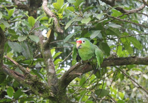 Parrots