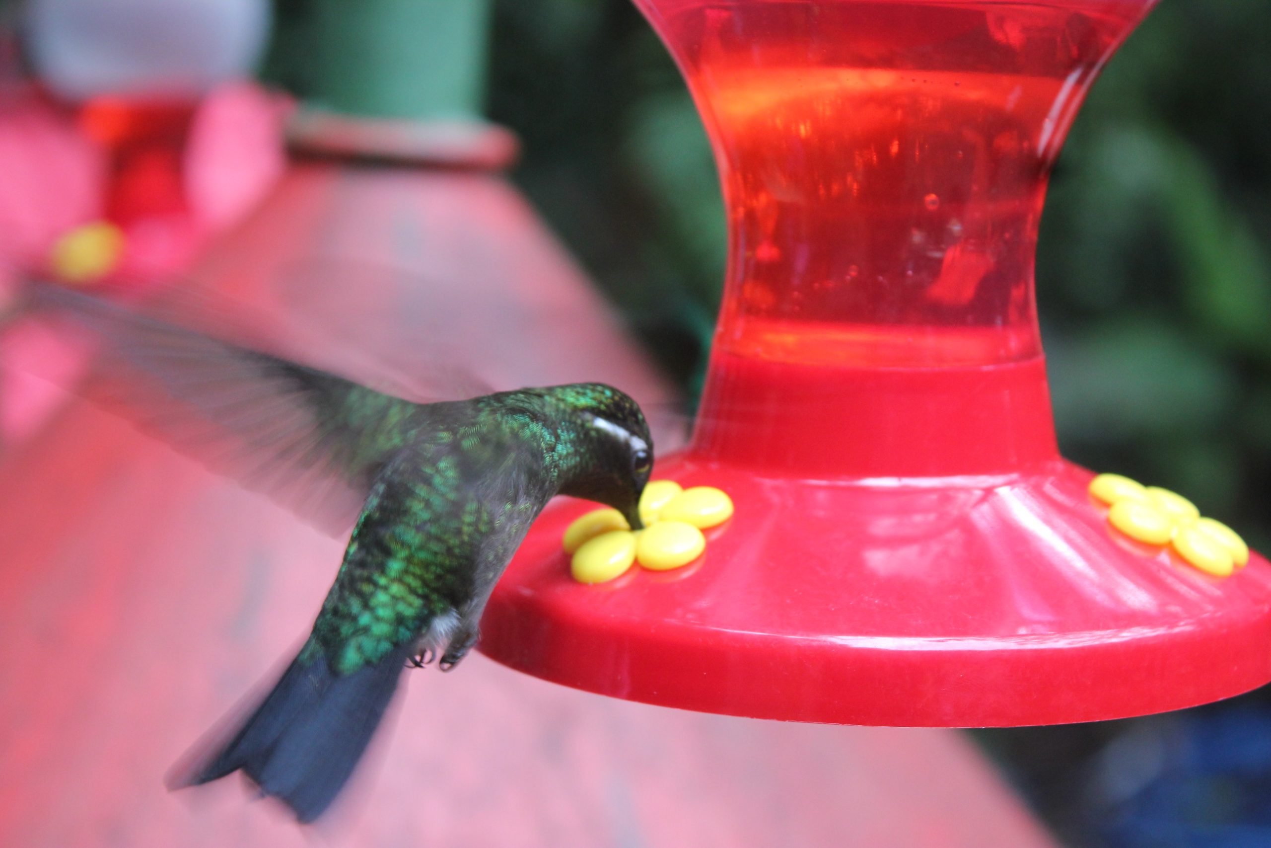 Hummingbirds galore