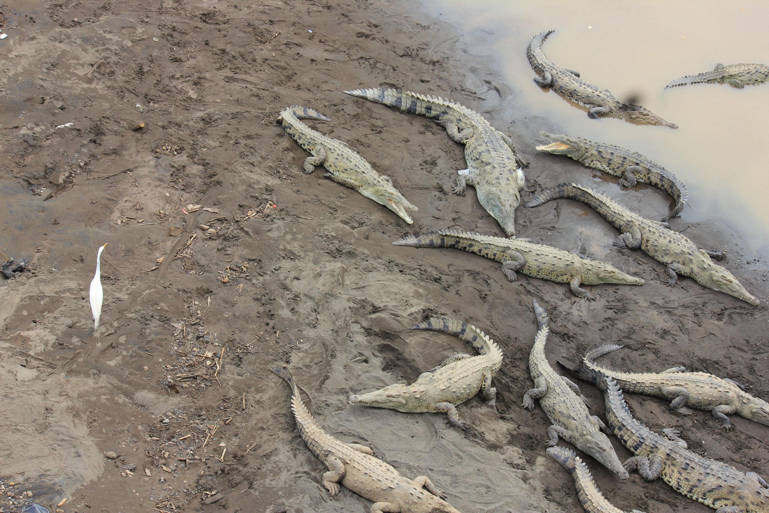 Crocs under Tarcoles bridge