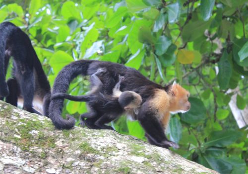 Capuchin and Squirrel monkeys