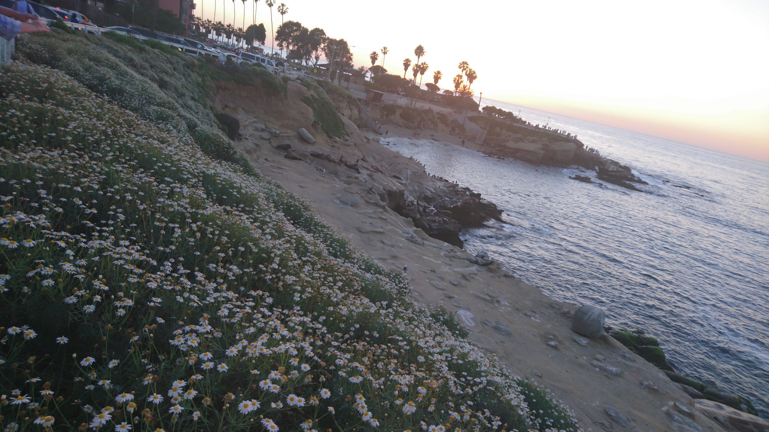 La Jolla Cove