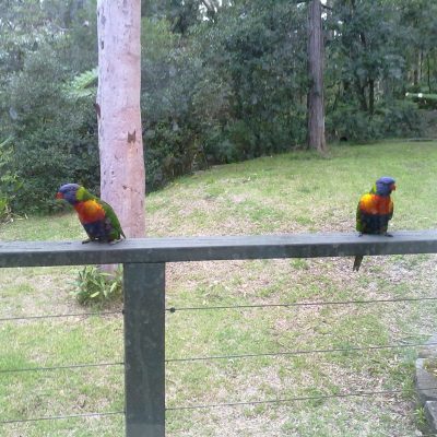 Lorikeets in our backyard