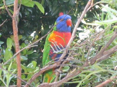 Backyard lorikeet