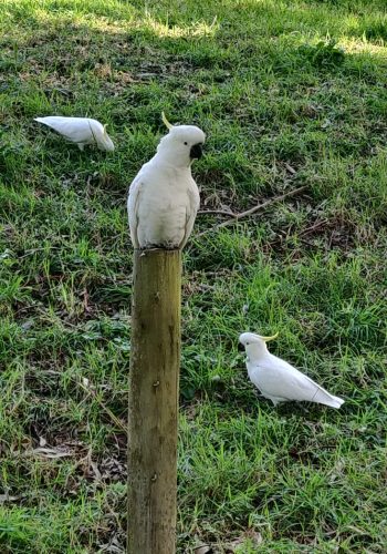 Cockatoos