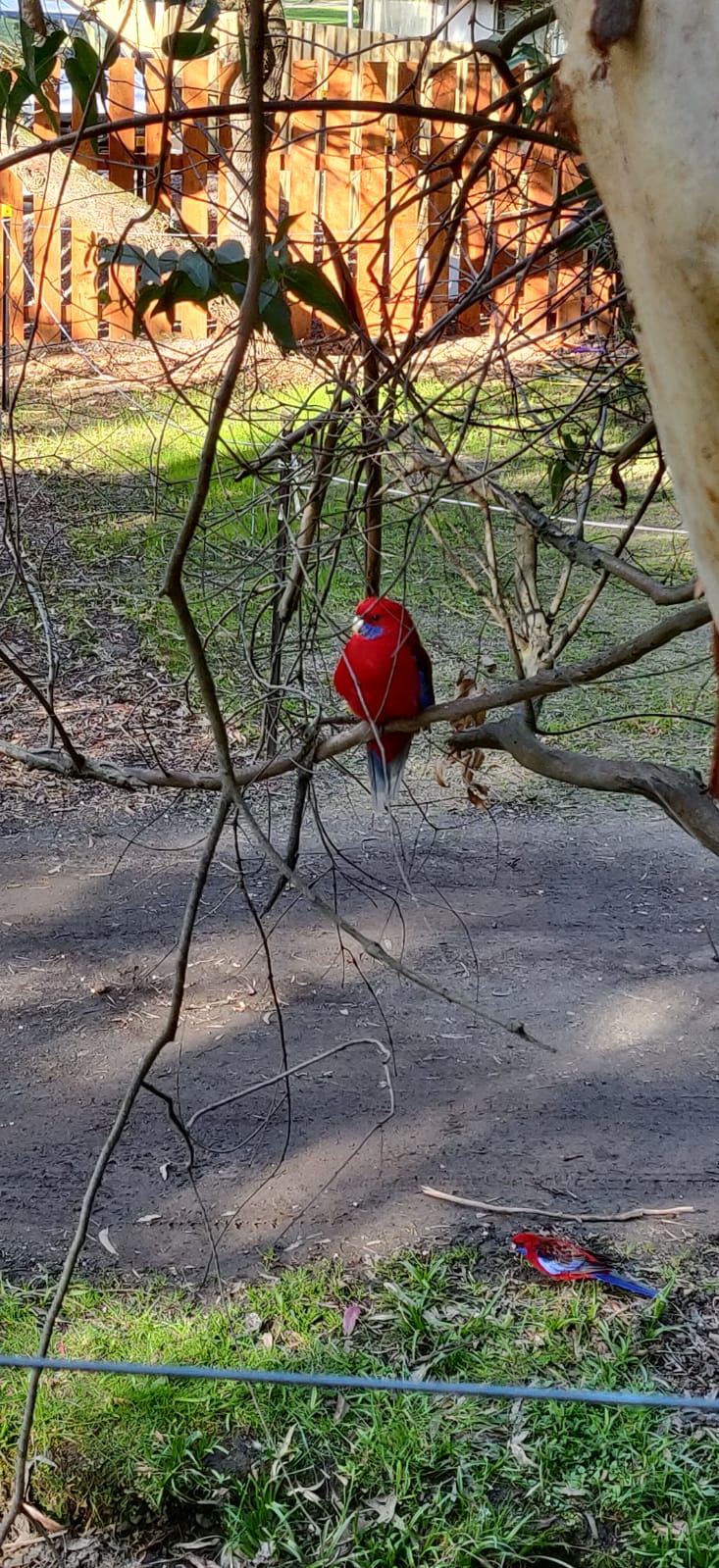 Lorikeets