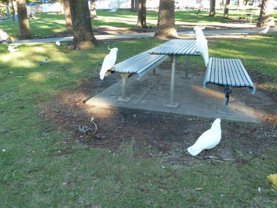 Cockatoos