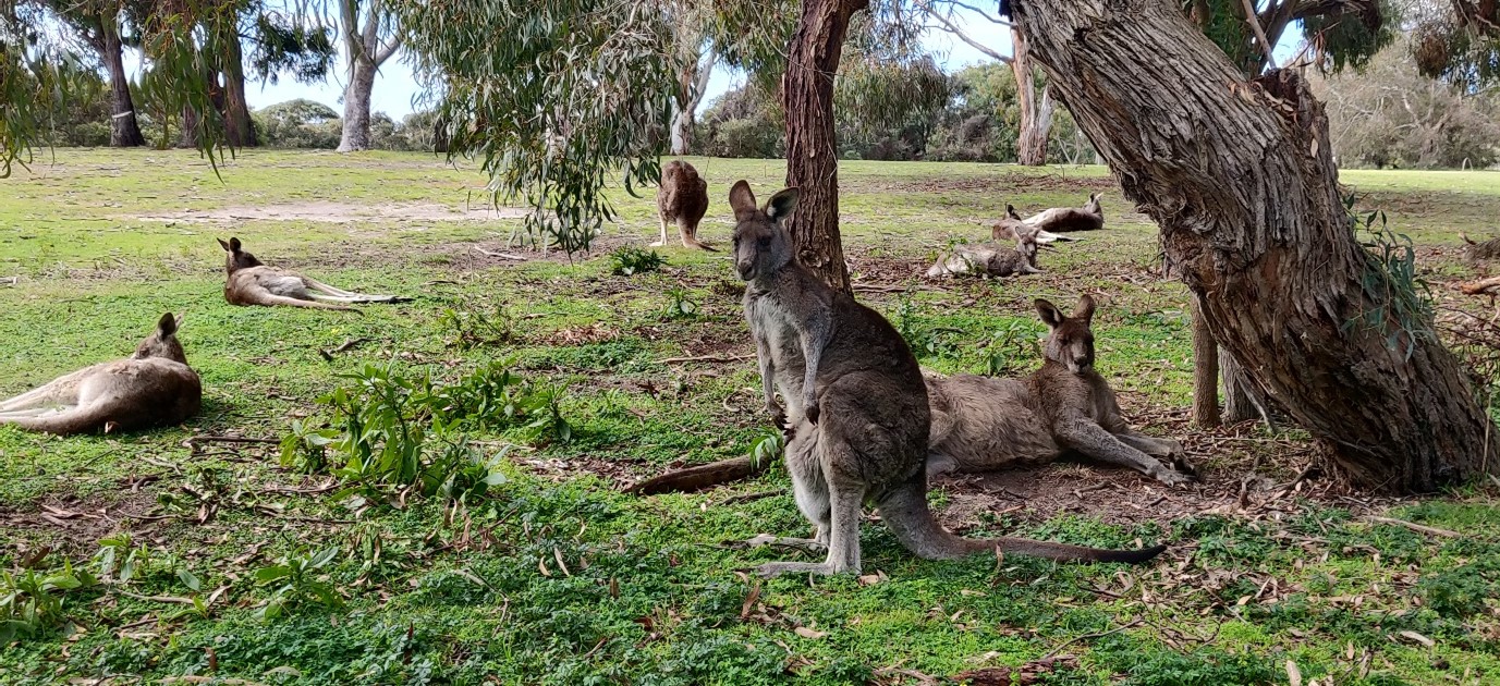 Otway National park kangaroos