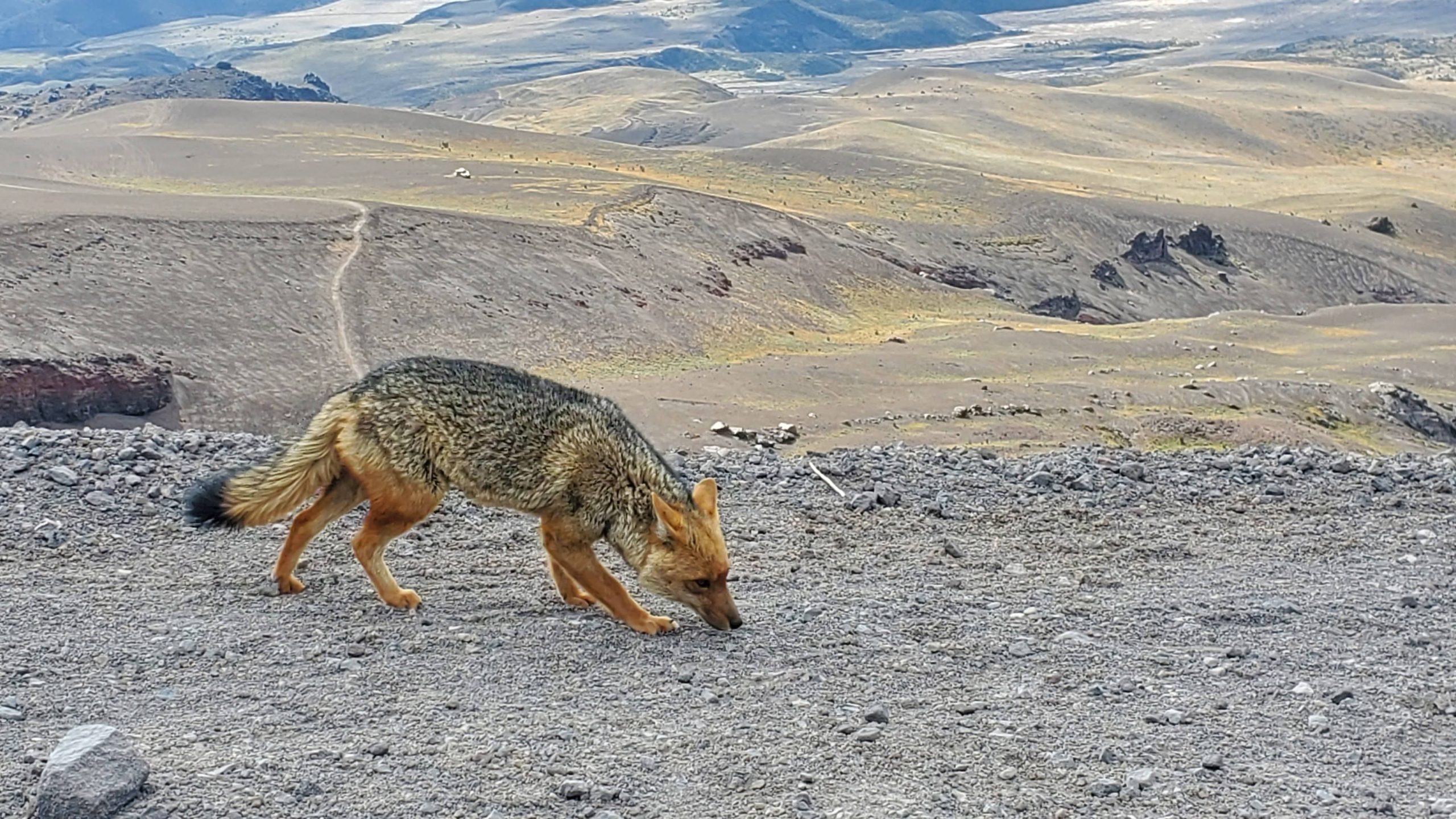 Andean Fox