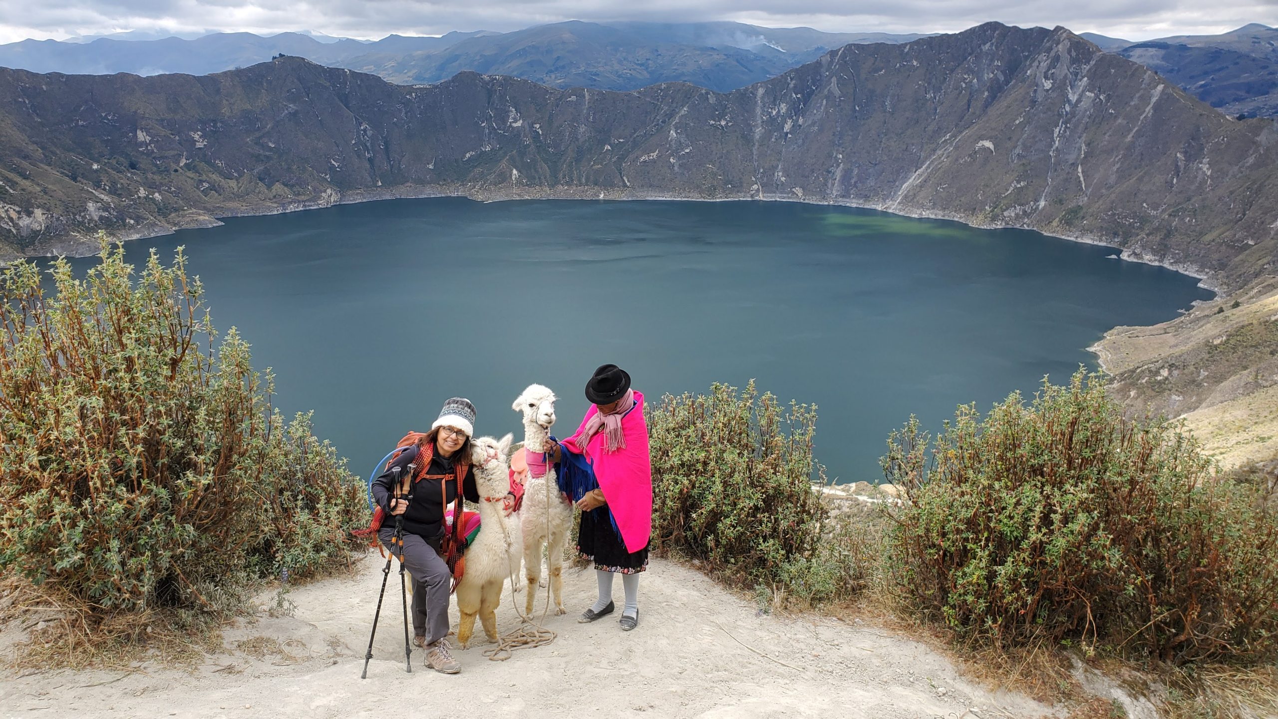 Alpacas in Quilotoa Rim hike