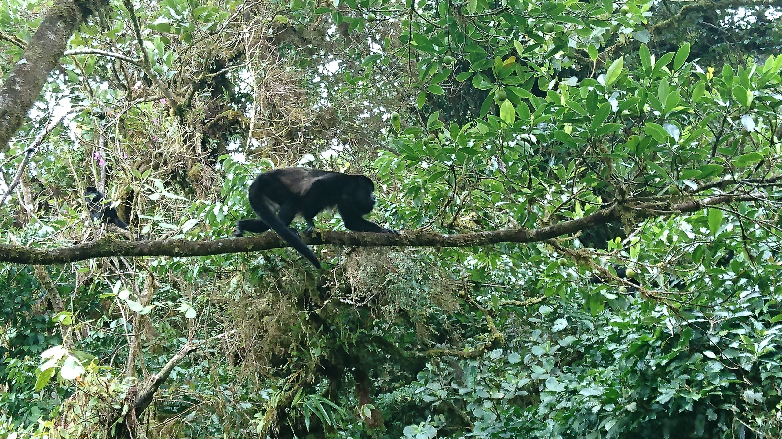 Manuel Antonio