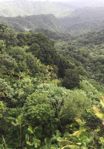 El Yunque Rainforest