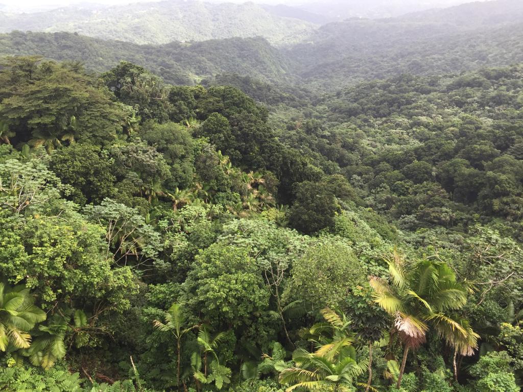 El Yunque Rainforest