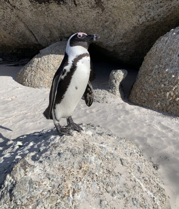 Cape of Good Hope