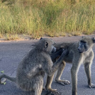 Monkeys near lodges