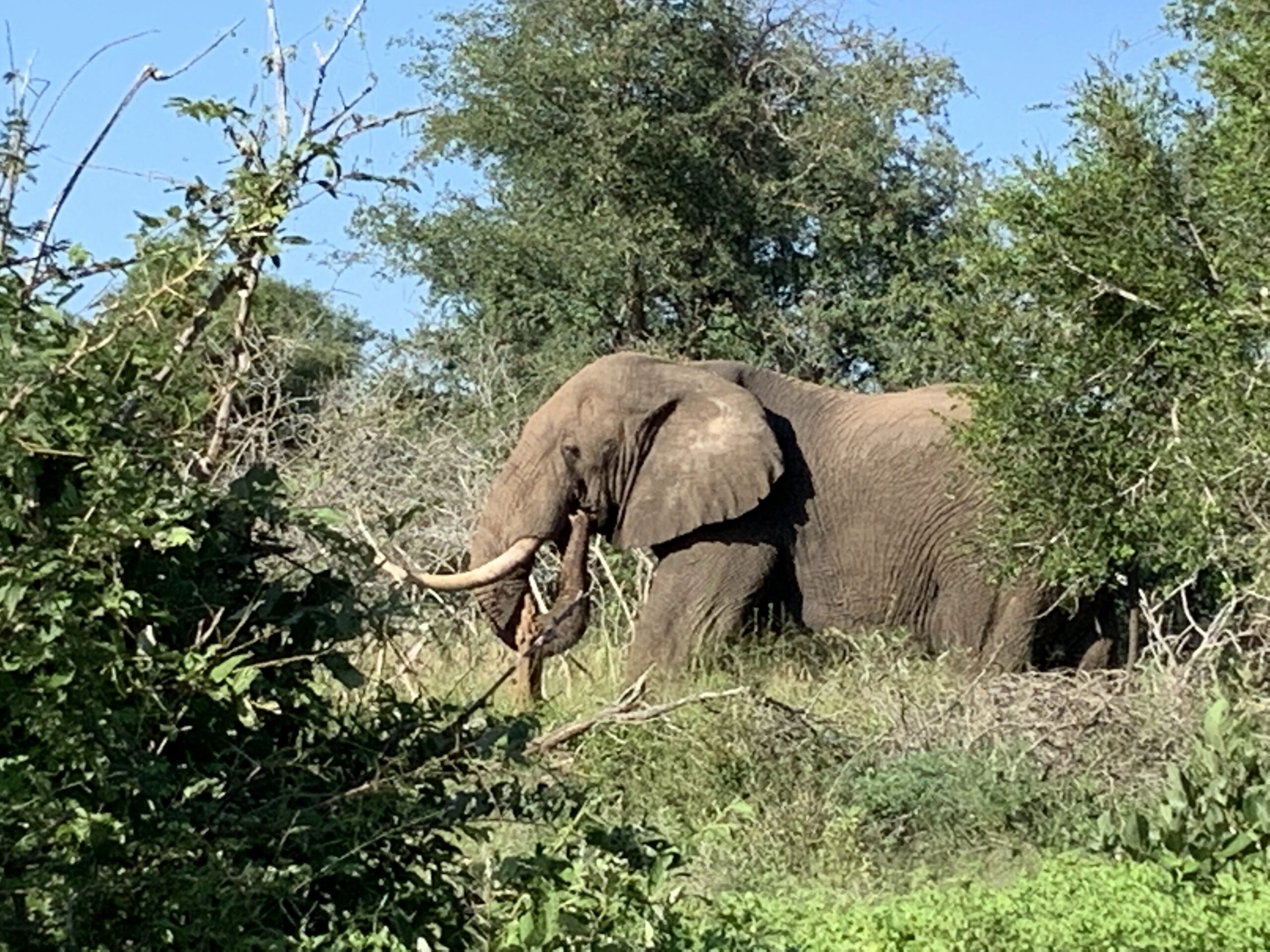 Elephant in Kruger