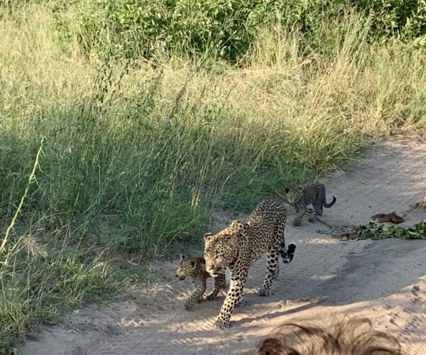 Cheetah and cubs