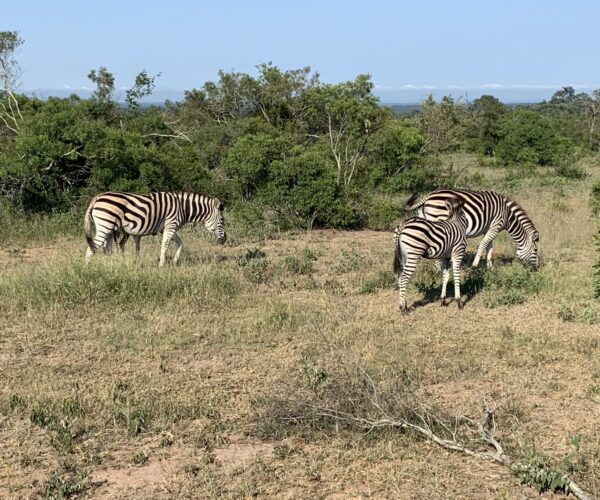 Zebras Kruger