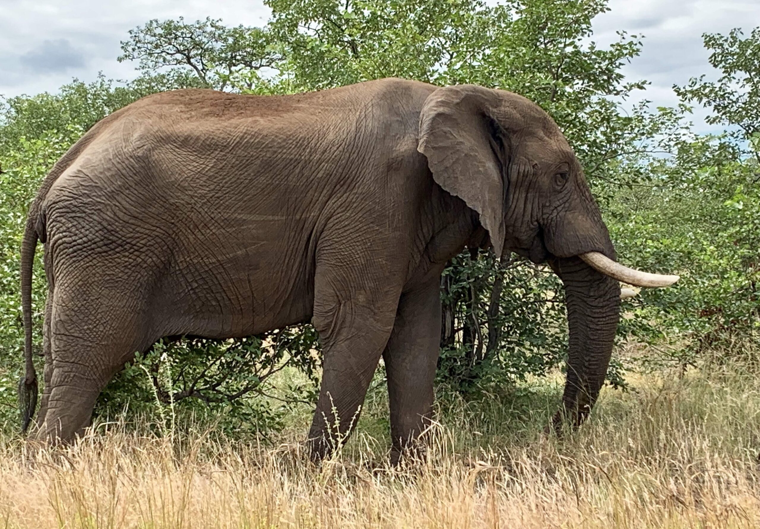 Elephant in Kruger