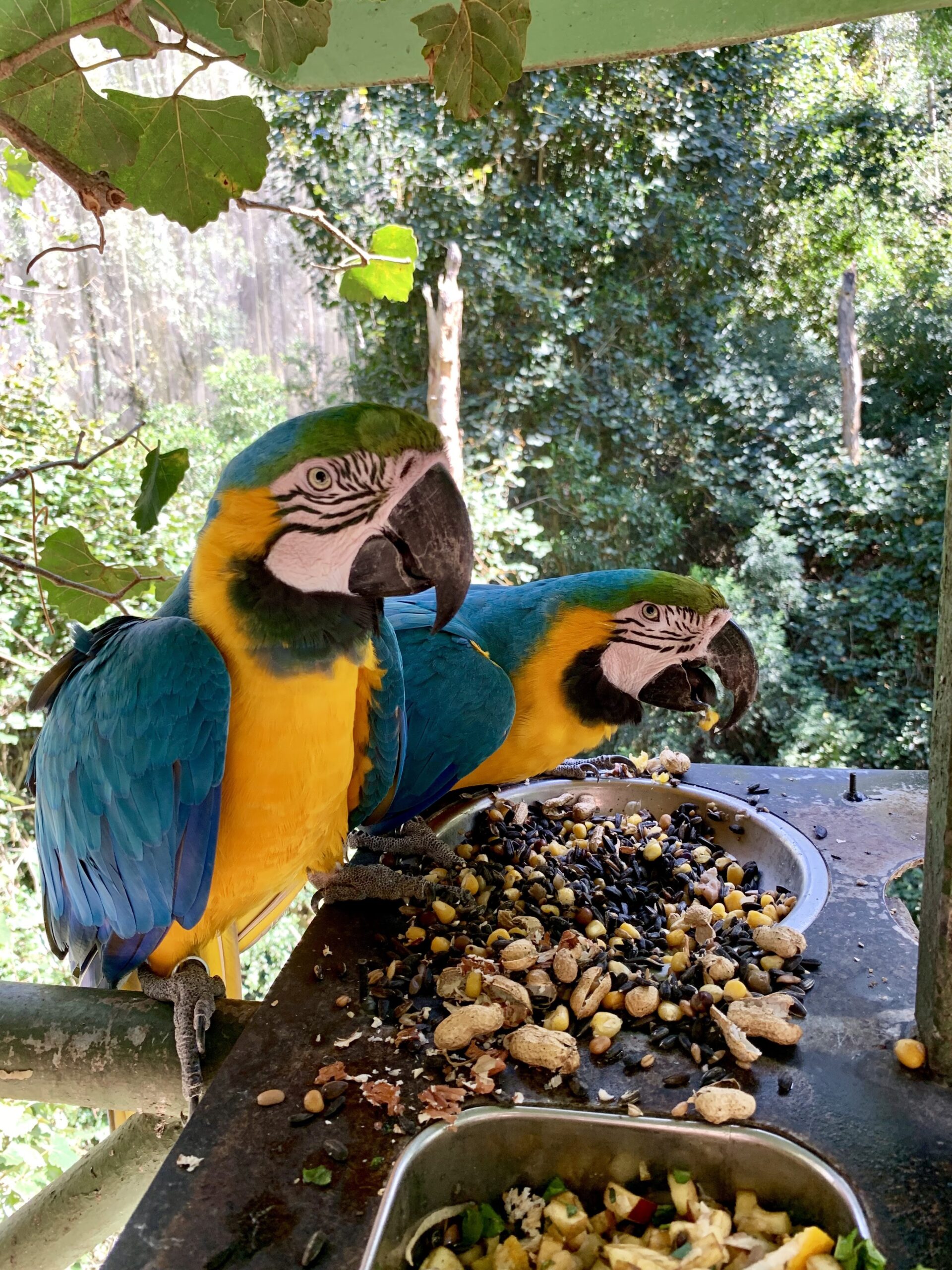 Macaw Birds of Eden