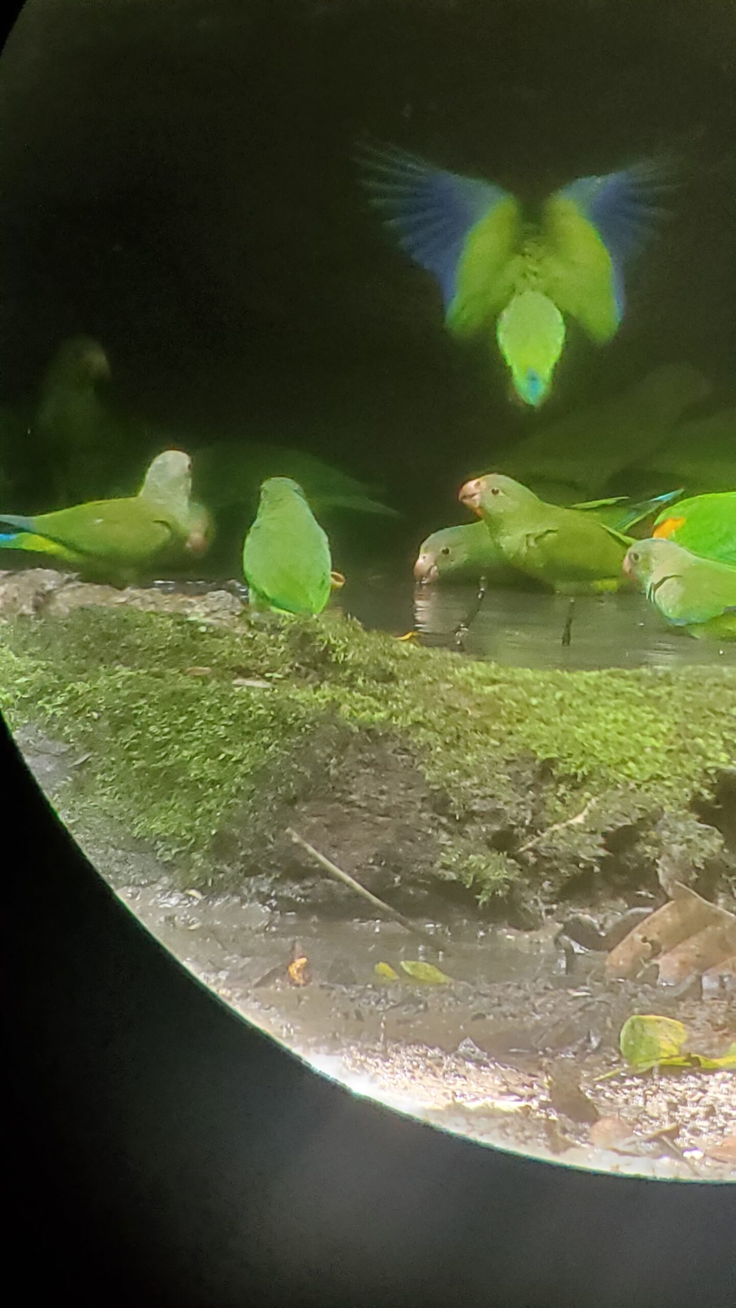 Green and blue beauties