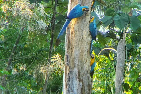 Blue and Yellow macaws at Chuncho tree