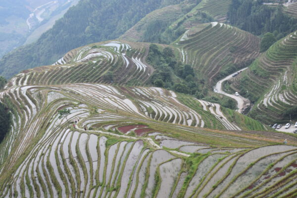 Longji rice terraces