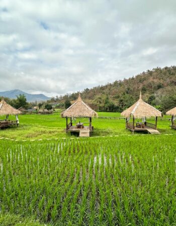 Paddy fields Laos