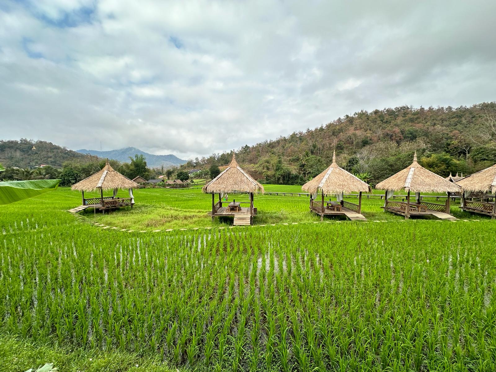 Paddy fields Laos