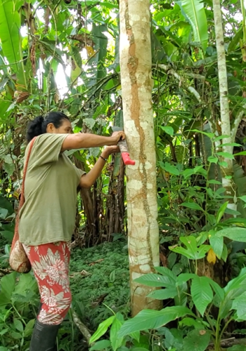 Medicinal plants