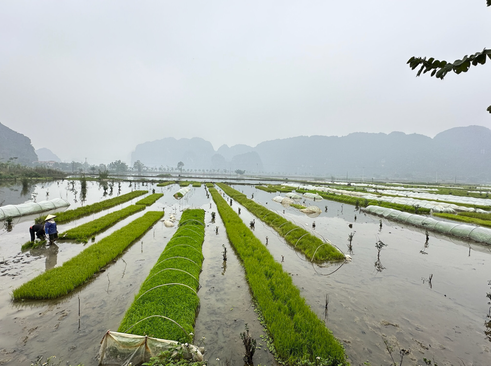 Paddy fields Laos